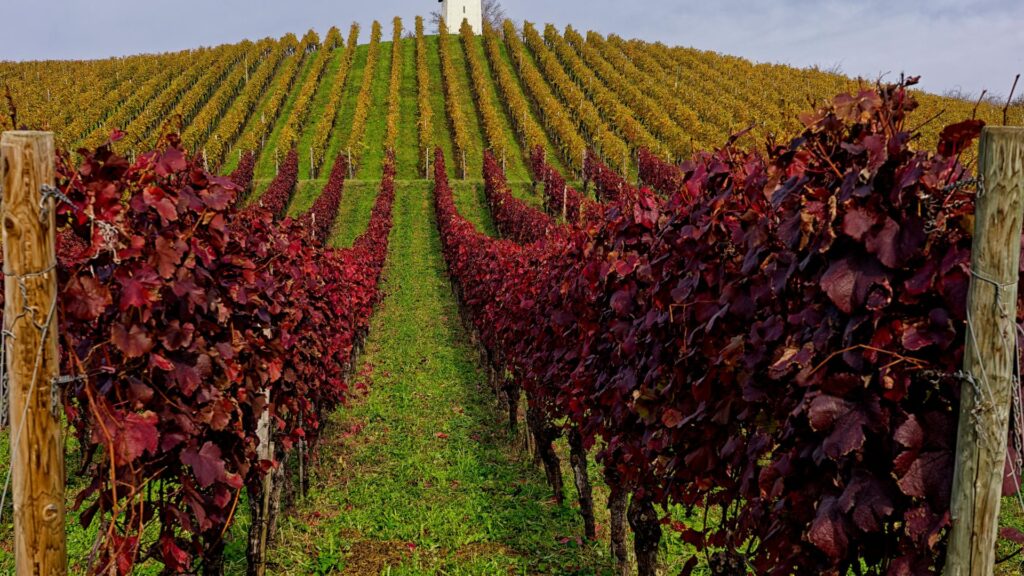 Reestructuración y Reconversión del Viñedo 2026
