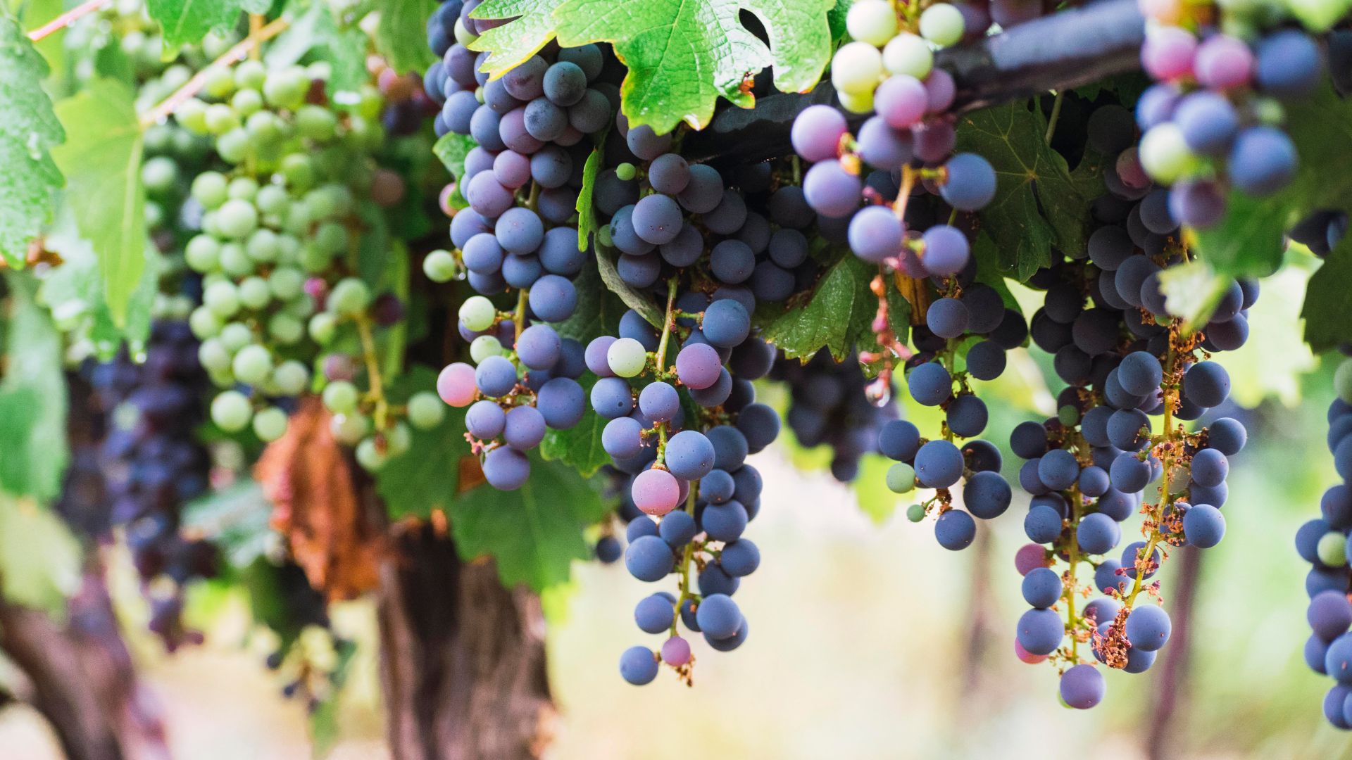 Reestructuración y Reconversión del Viñedo 2026